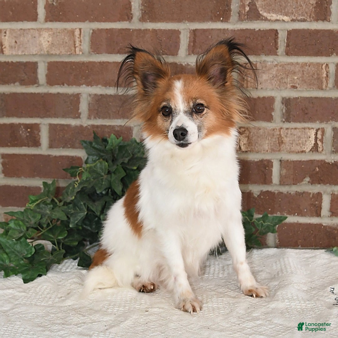Papillon dogs for sale: Oreo - Ad 6