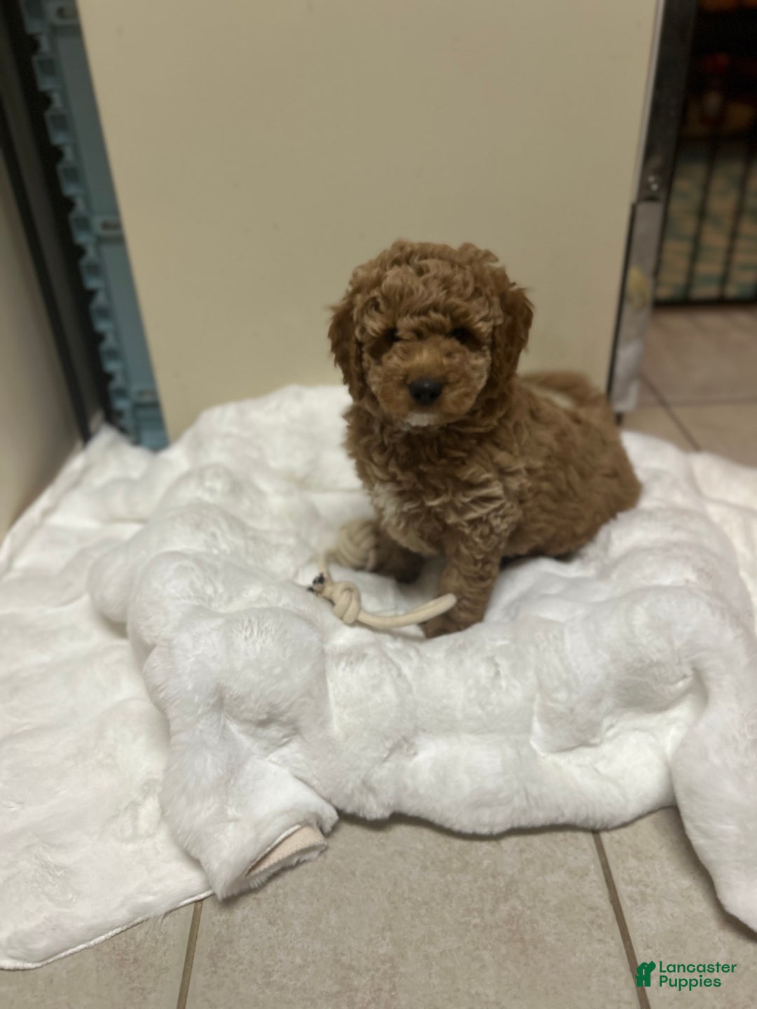 Mini Goldendoodle dogs for sale: Mini Goldendoodle Puppy Frosty  - Ad 2
