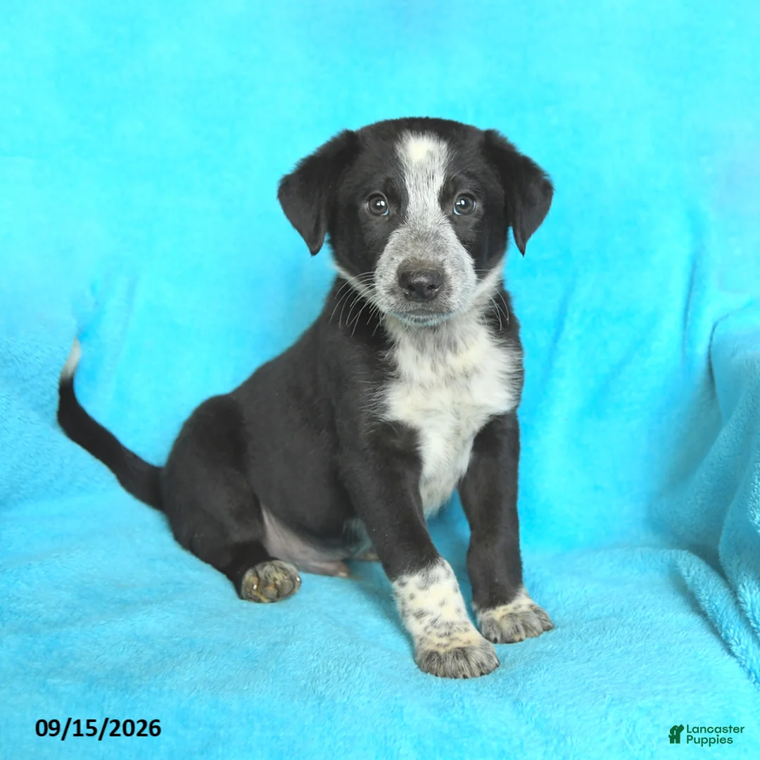 Mixed Breed dogs for sale: Jerry - Ad 1
