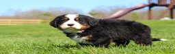 Bernese Mountain Dog dogs for sale: Jake - Ad 6