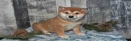 Shiba Inu dogs for sale: Kaci - Ad 3
