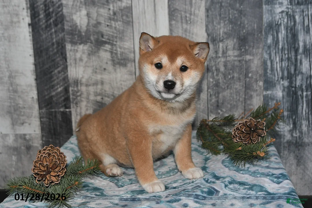 Shiba Inu dogs for sale: Kaci - Ad 3