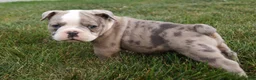 Olde English Bulldogge dogs for sale: Zoe - Ad 3