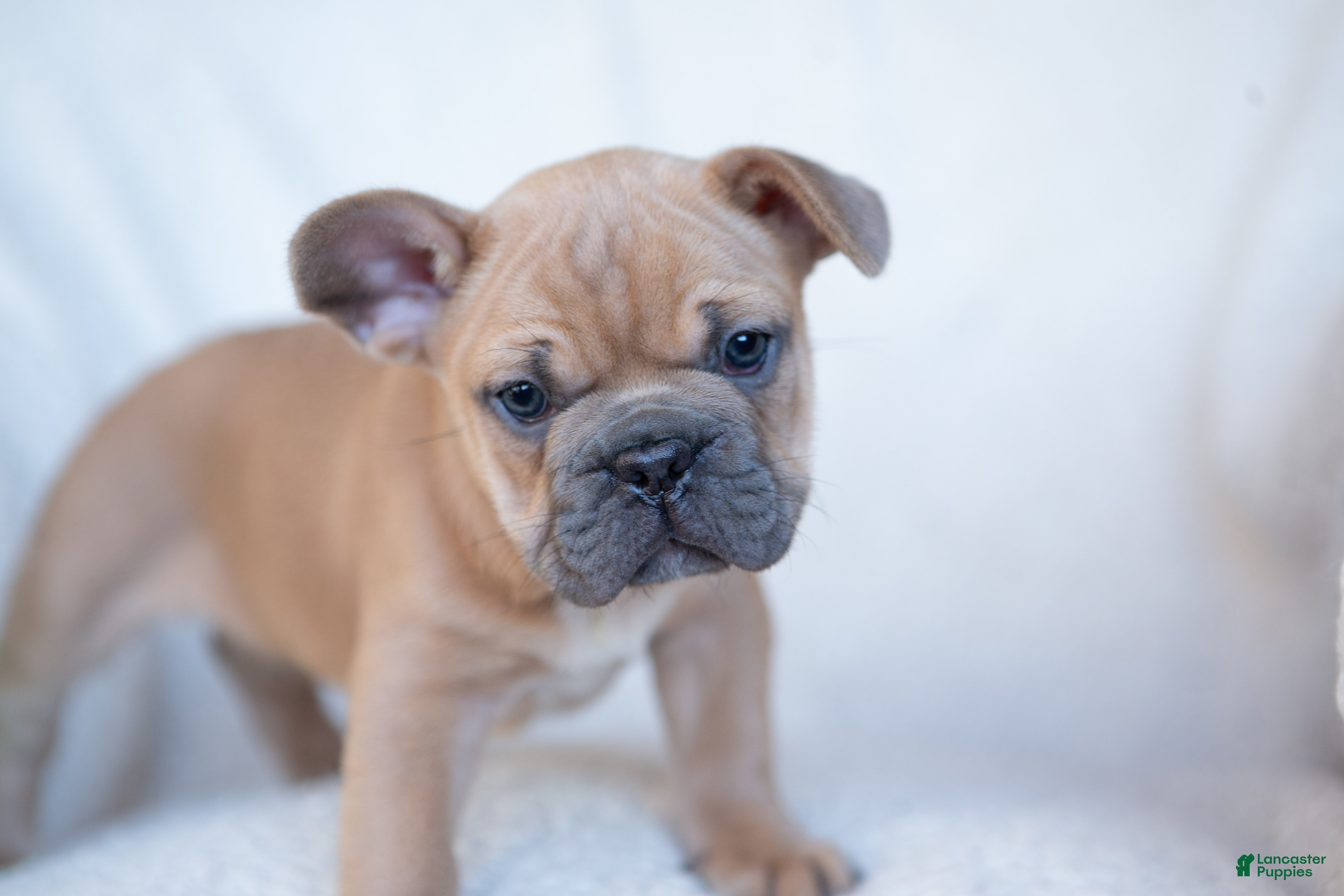French Bulldog dogs Pauly AKC - Ad 1