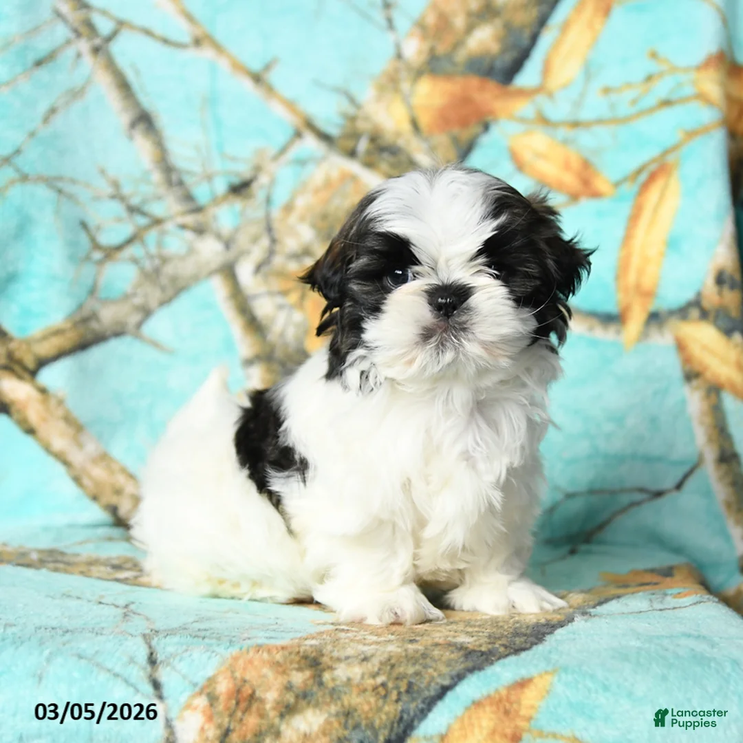 Shih Tzu dogs for sale: Tyler - Ad 3