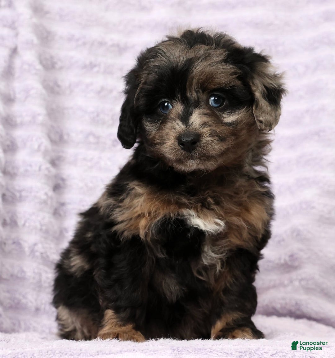 Mini Aussiedoodle dogs for sale: Missy - Ad 1