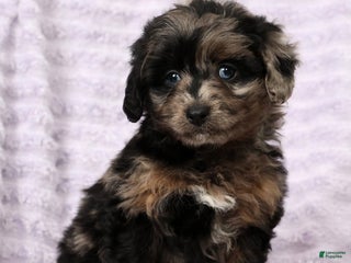 Mini Aussiedoodle dogs Missy - Ad 32
