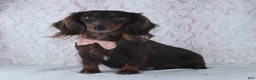 Miniature Dachshund dogs for sale: Darcie - Ad 5