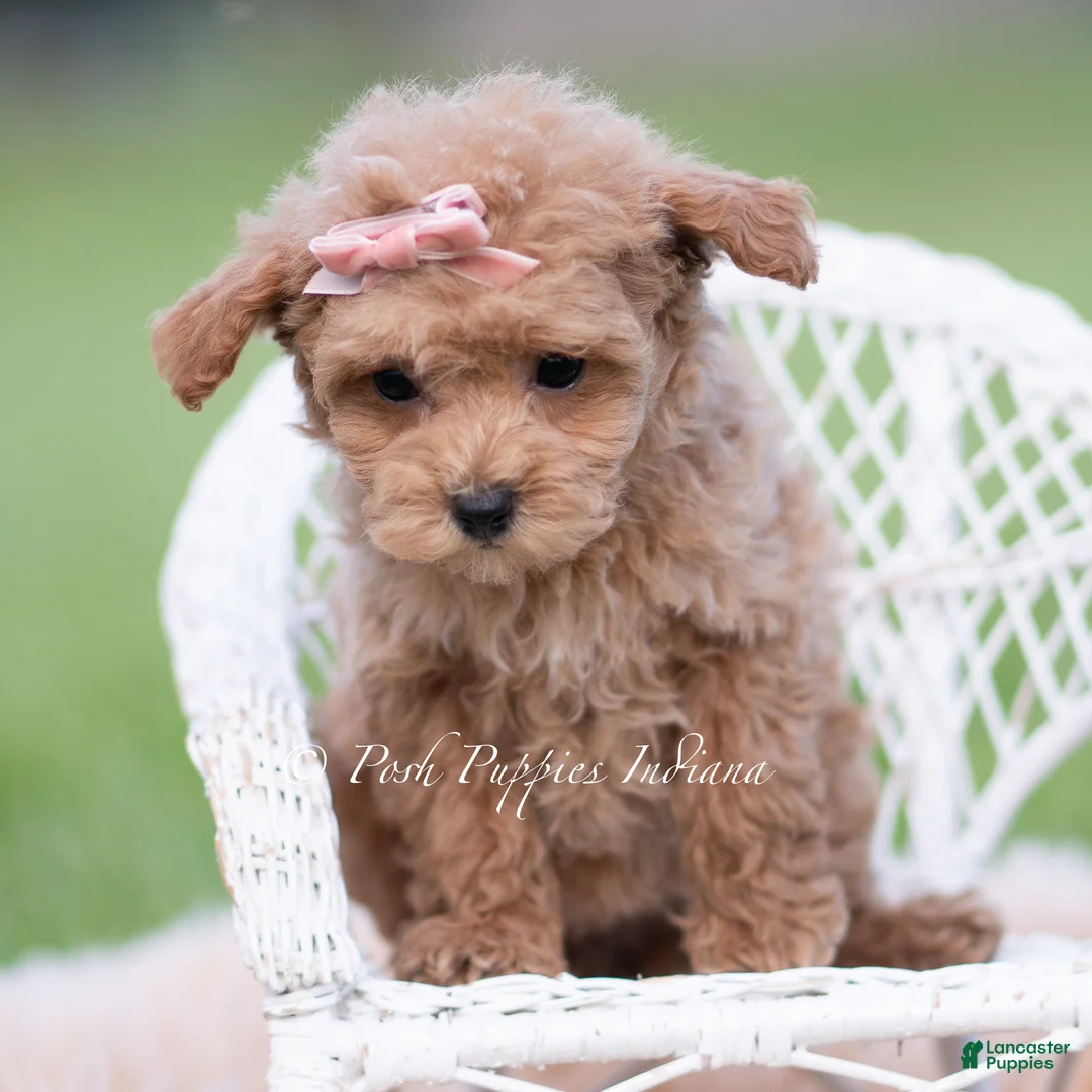 Maltipoo dogs for sale: Journey - Ad 2