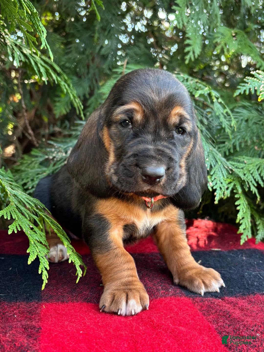 Basset Hound dogs for sale: Jovie - Ad 4