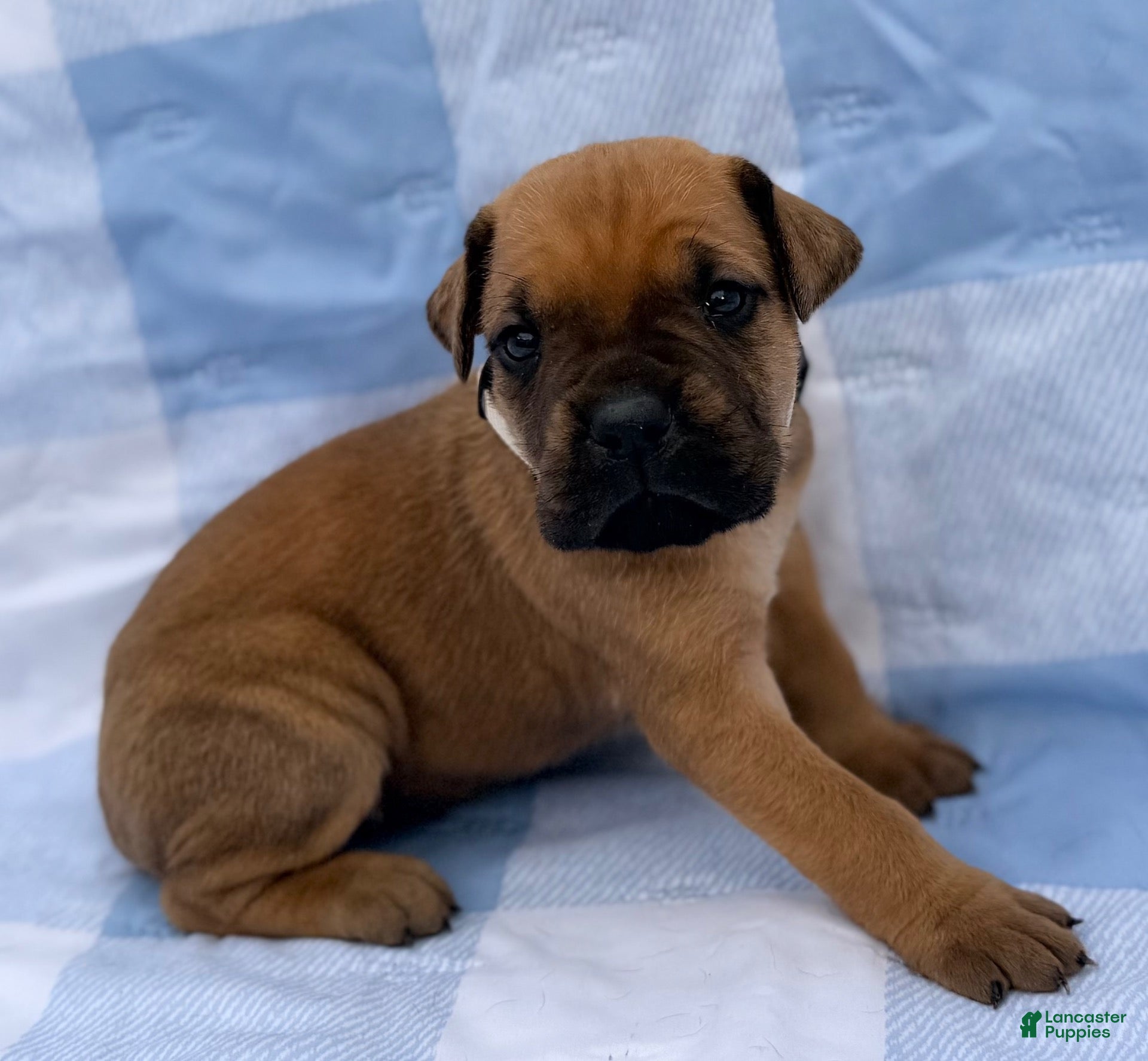 Cane Corso dogs Cane Corso 4 - Ad 2