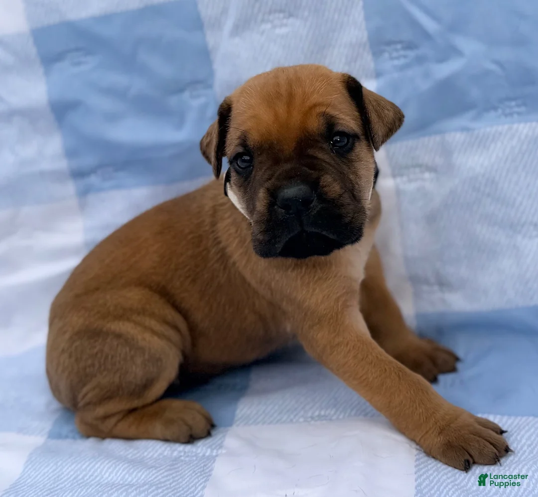 Cane Corso dogs for sale: Cane Corso 4 - Ad 2