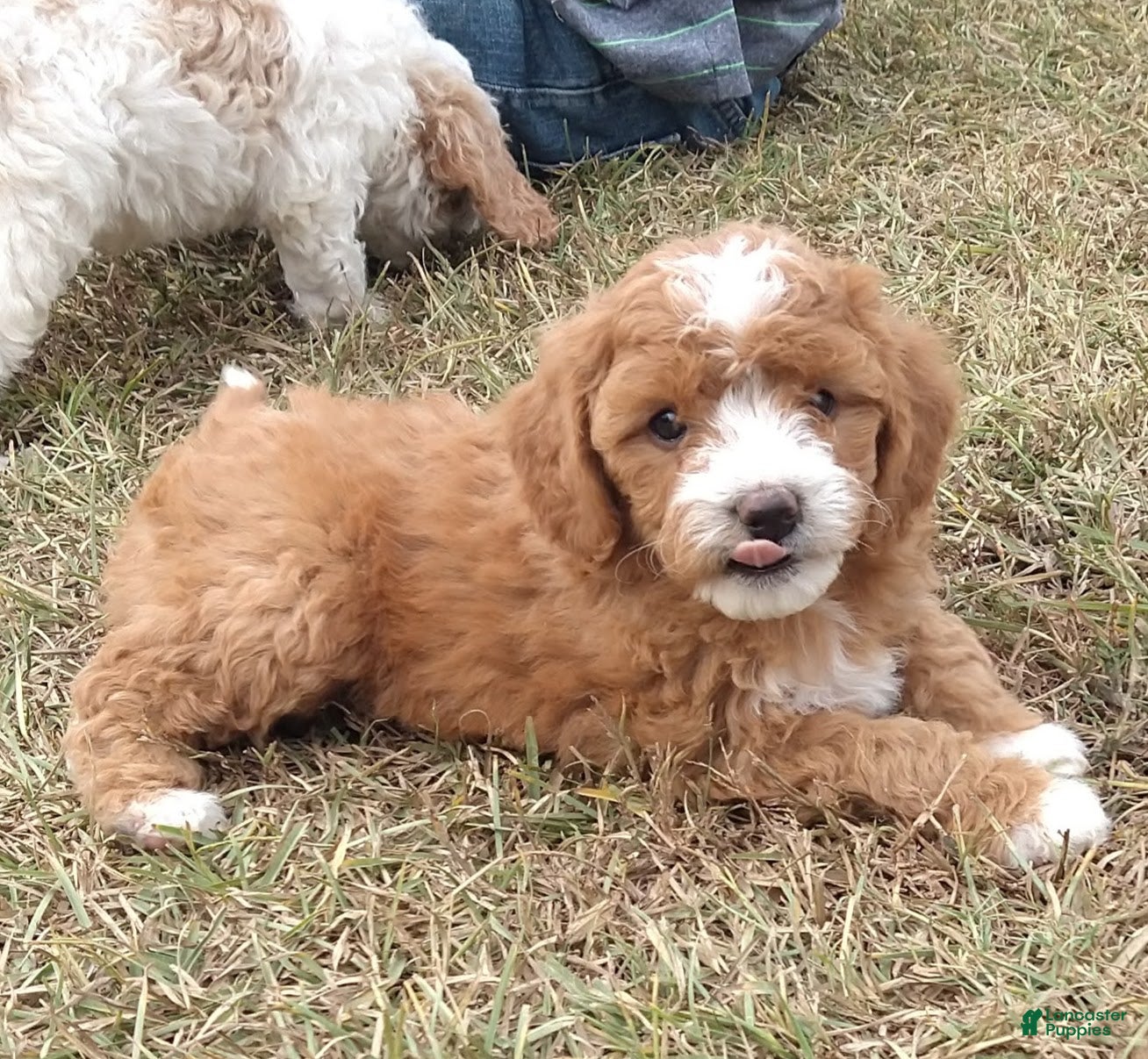 Cavapoo dogs for sale: Pearl - Ad 26