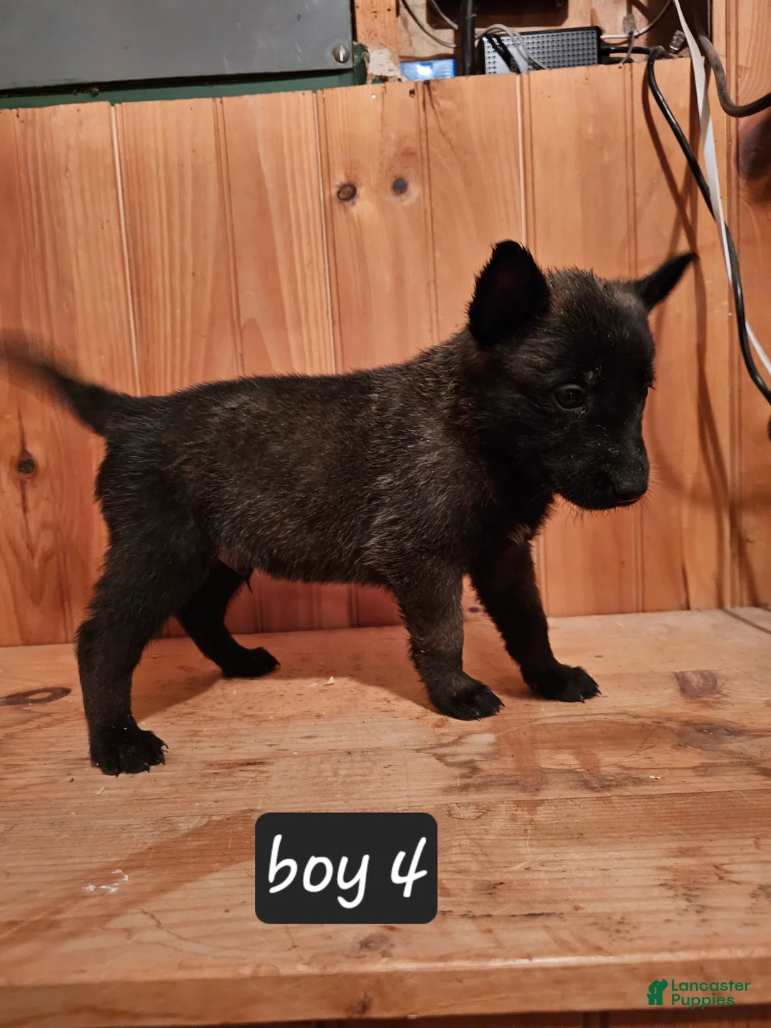 Belgian Malinois dogs for sale: Belgian Malinois Puppy 4 - Ad 3