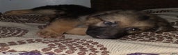 German Shepherd dogs for sale: Dragon (11) - Ad 6