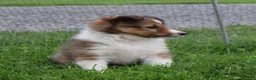 Shetland Sheepdog dogs for sale: Lacey  - Ad 4