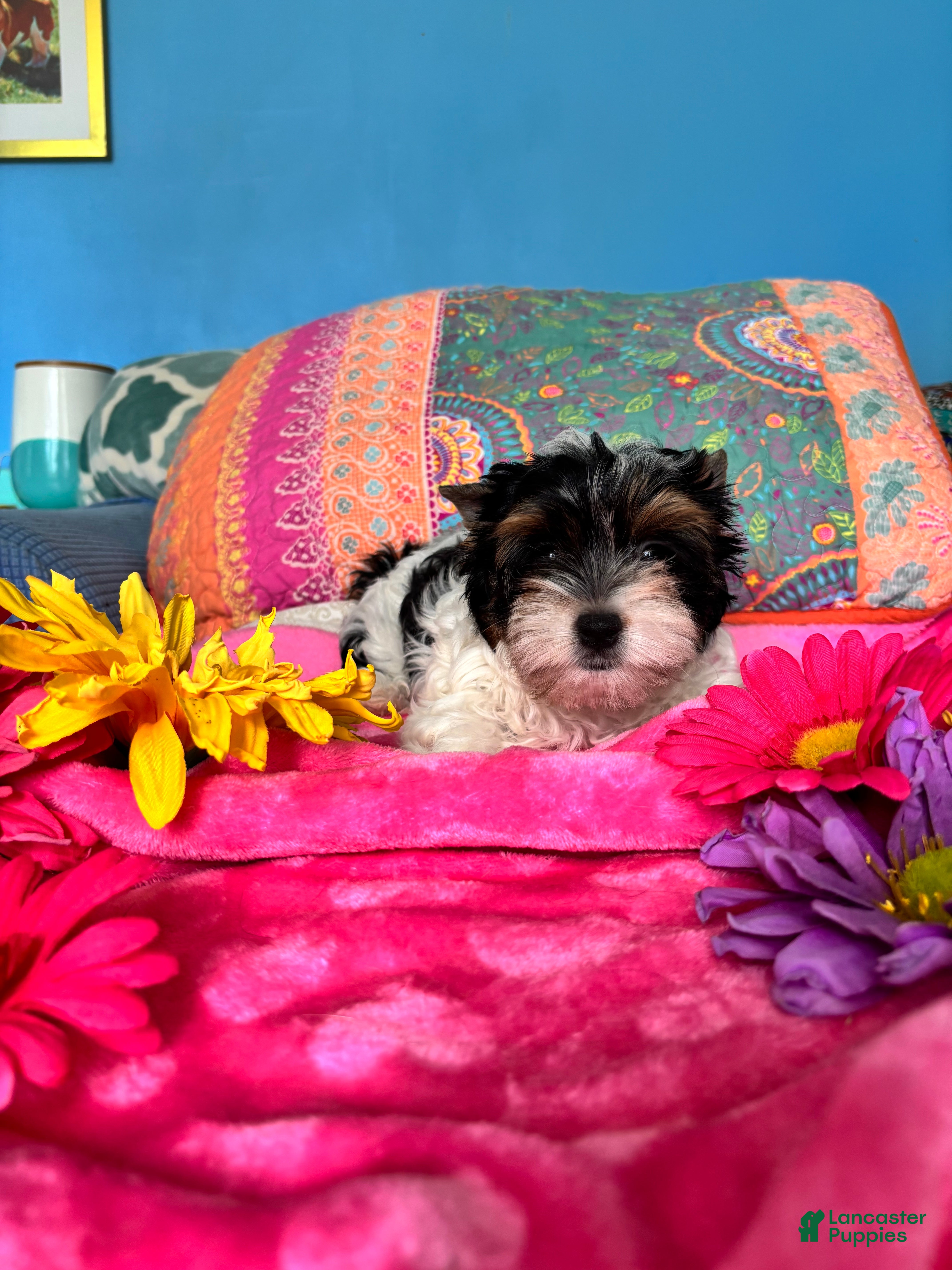 Biewer Terrier