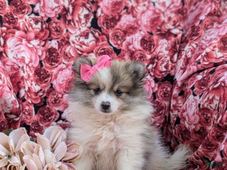 Pomeranian dogs - Ad 36