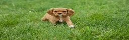 Cavalier King Charles Spaniel dogs for sale: Mocha 🐶✨ - Ad 18
