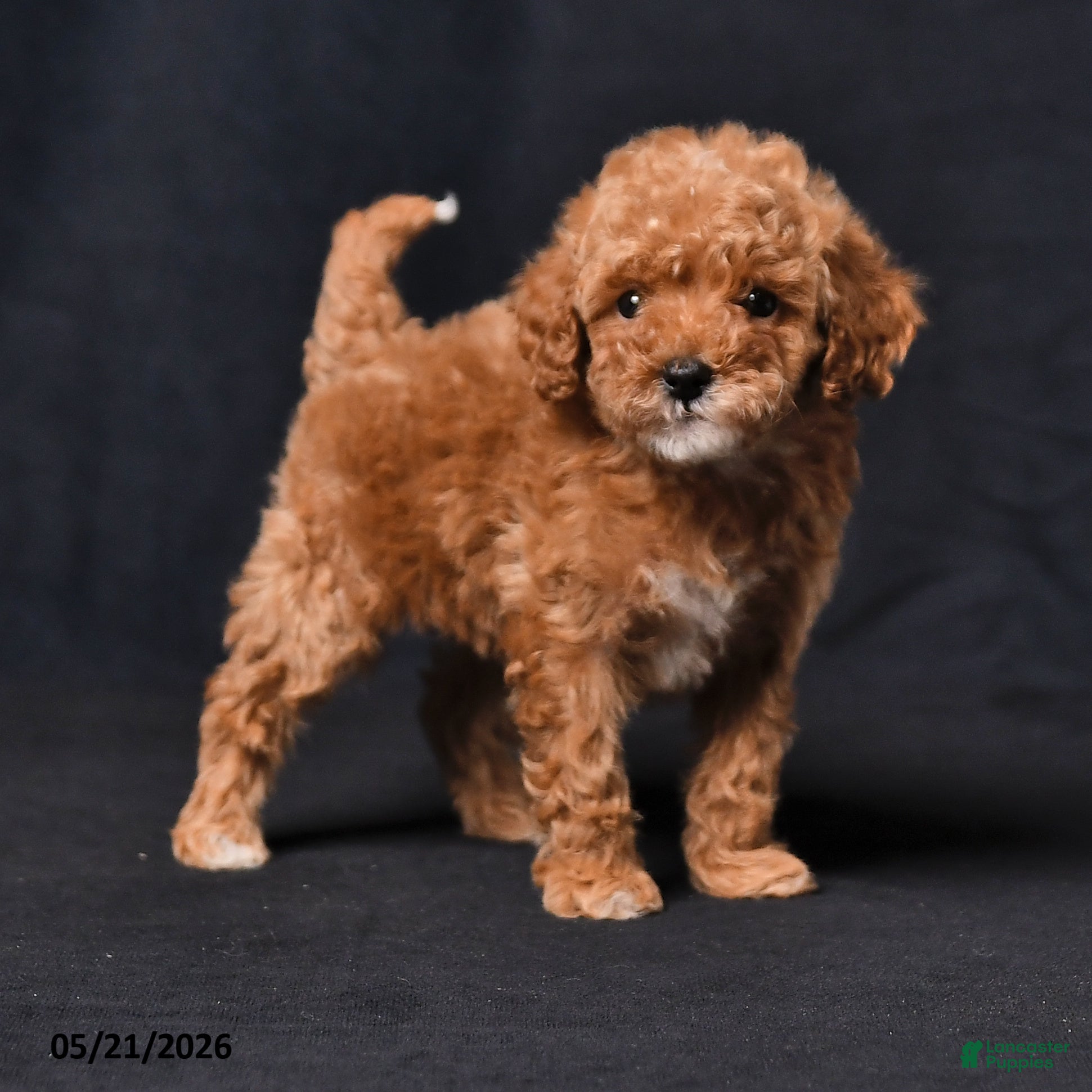 Toy Poodle dogs Tiny Crystal - Ad 2