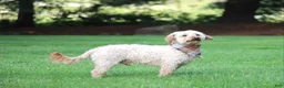 Miniature Poodle dogs for sale: Chief - Ad 2