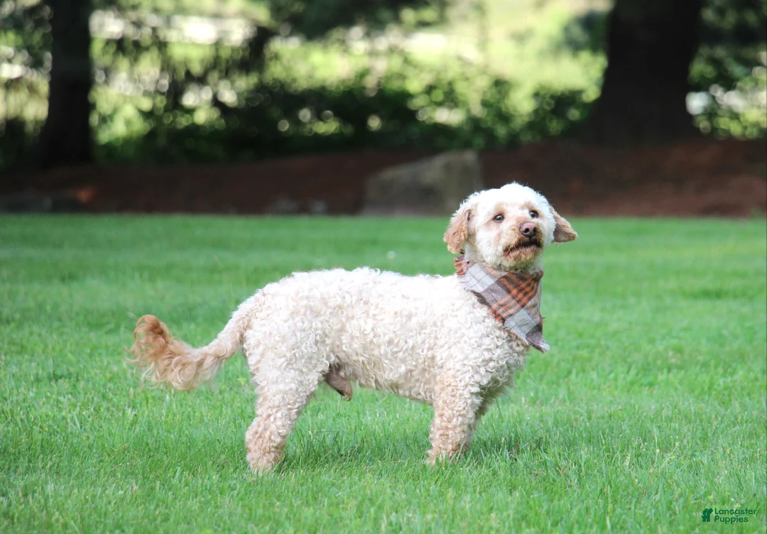 Miniature Poodle dogs for sale: Chief - Ad 2