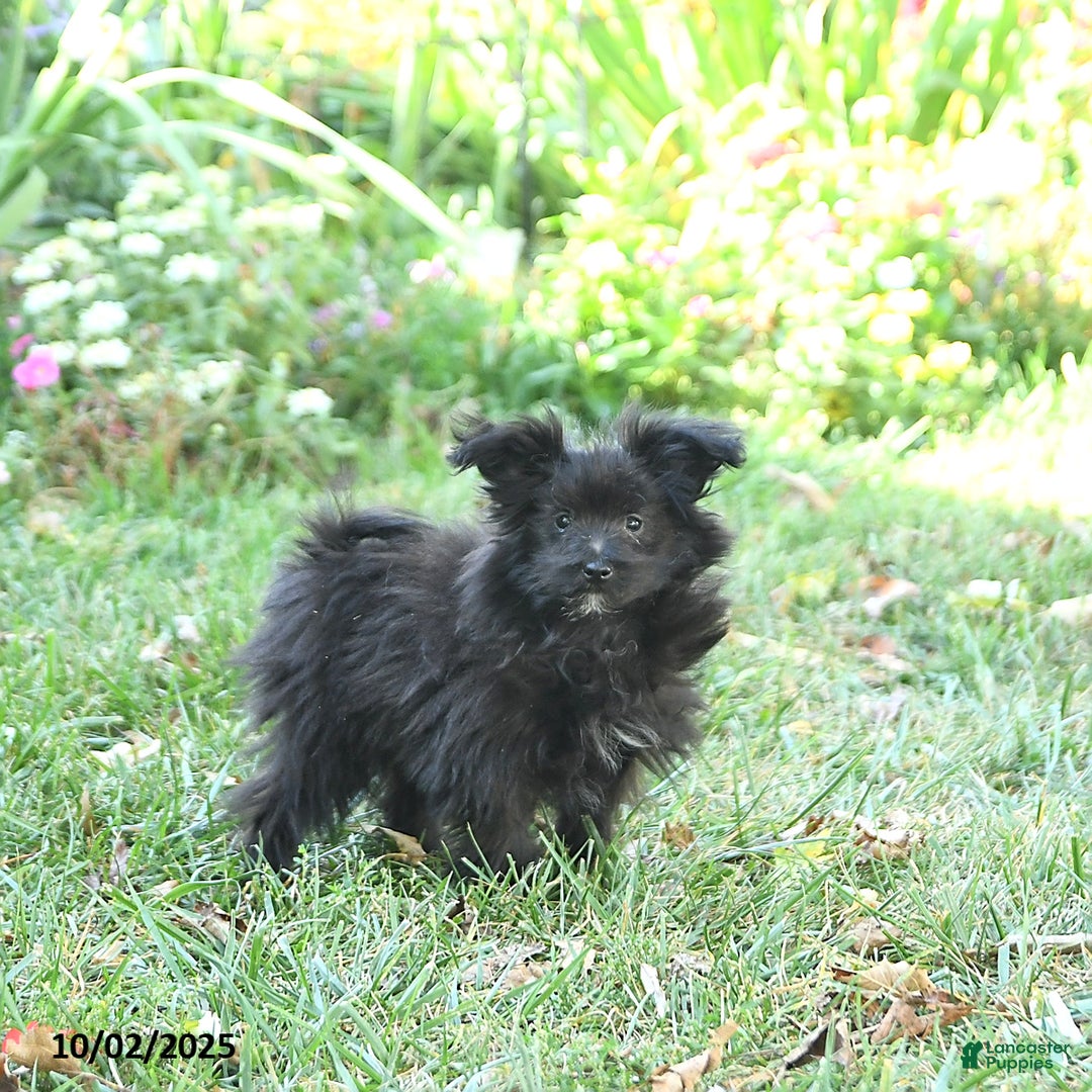 Pomapoo dogs for sale: Banjo - Ad 6