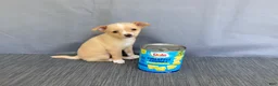 Chihuahua dogs for sale: Rudy - Ad 10