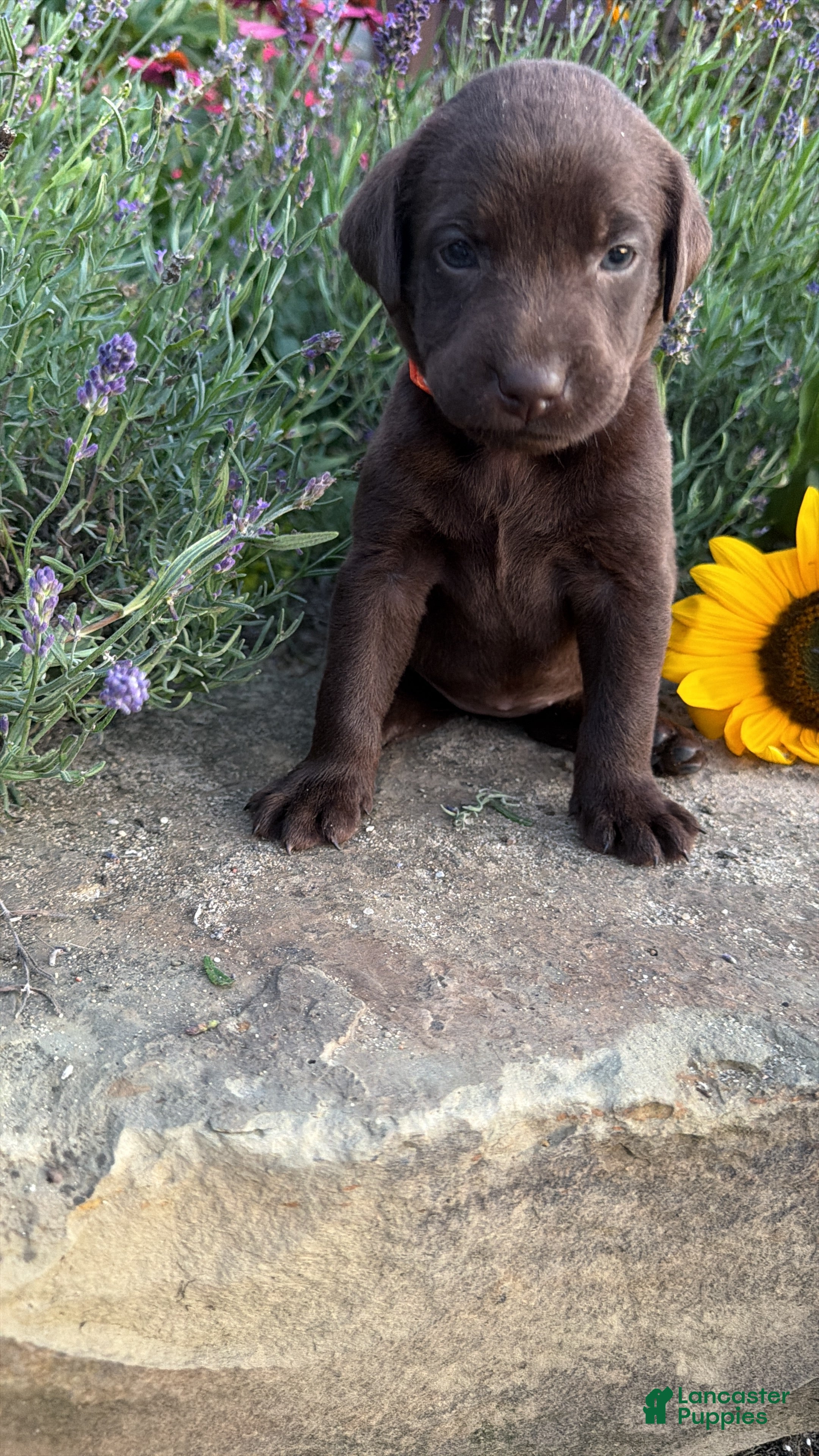 Labrador Retriever dogs Marigold  - Ad 1