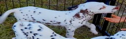 Dalmatian dogs for sale: Green Shamrock (Liver color)  - Ad 5