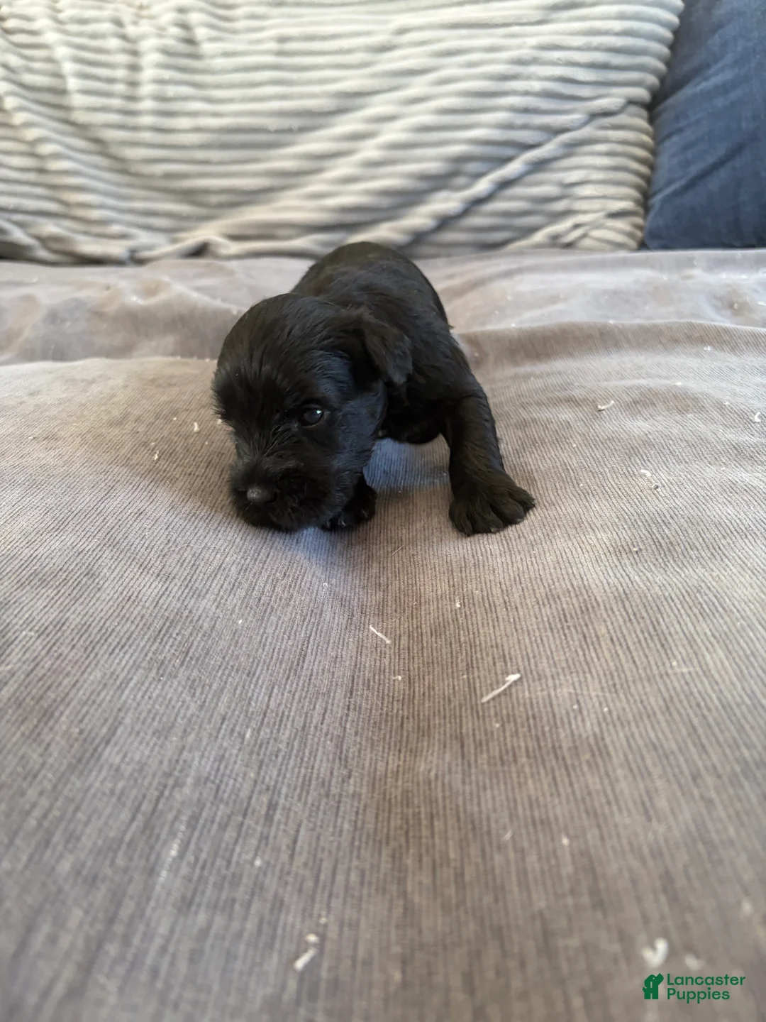Miniature Schnauzer dogs for sale: Miniature Schnauzer 7 - Ad 1