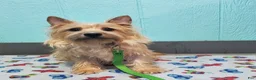 Cairn Terrier dogs for sale: Chase - Ad 10