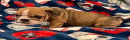 English Bulldog dogs for sale: English Bulldog 3 - Ad 3