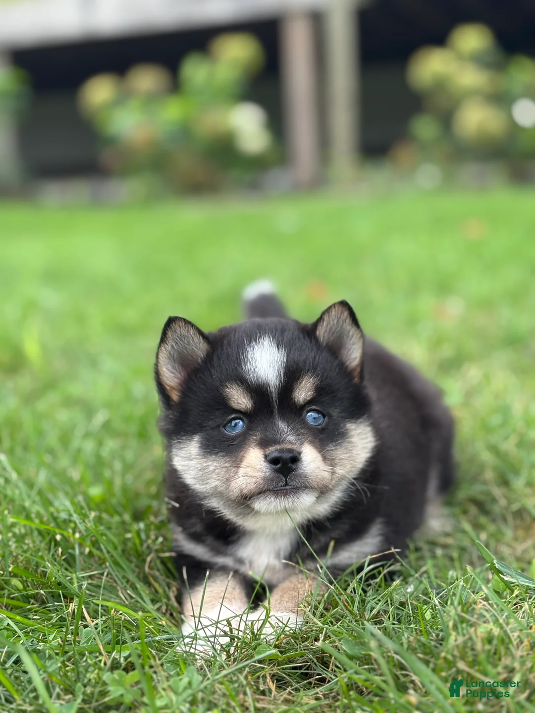 Pomsky dogs for sale: Tobias - Ad 2
