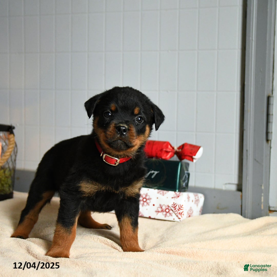 Rottweiler dogs for sale: Reeses - Ad 3