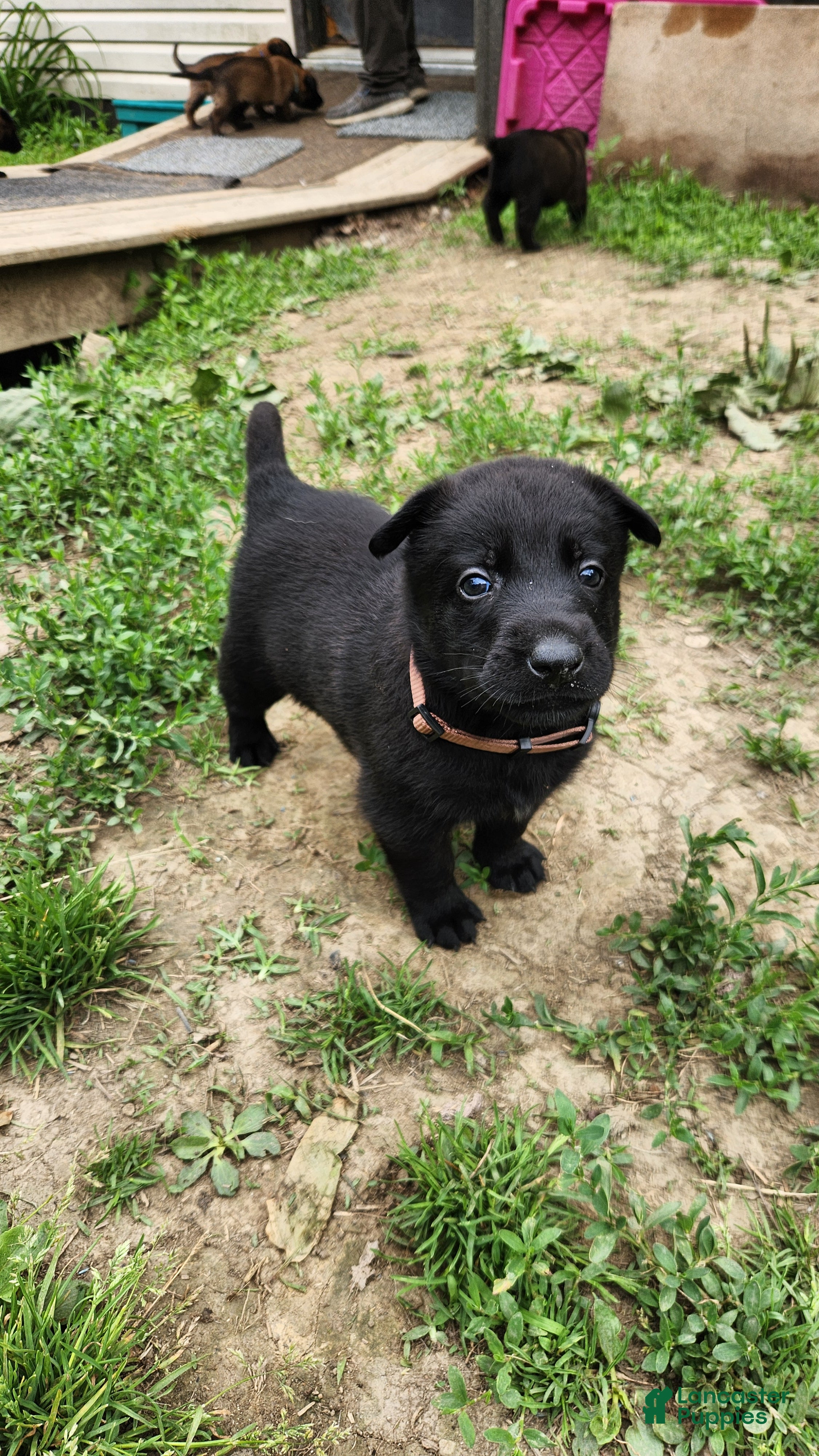 Belgian Malinois dogs Ghost (Brown) - Ad 15