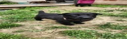 Belgian Malinois dogs for sale: Ghost (Brown) - Ad 1