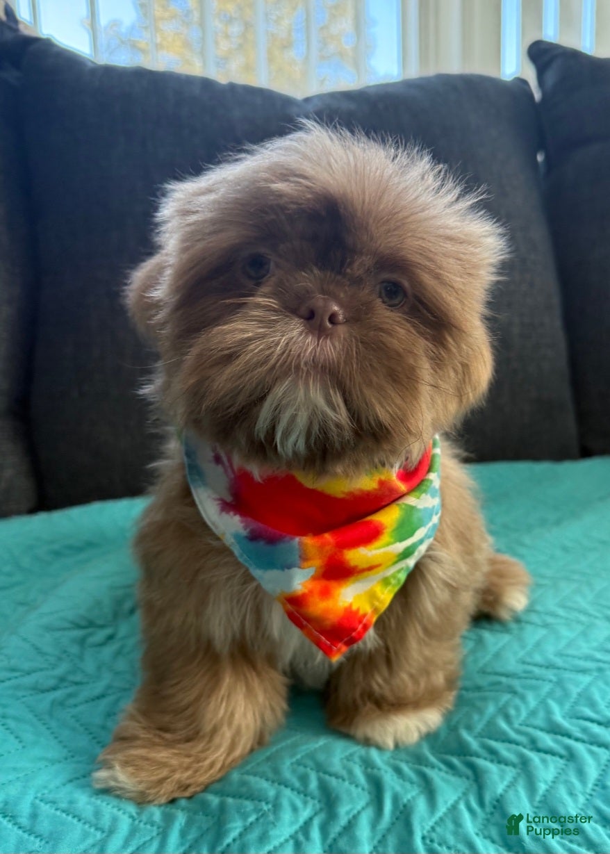 Shih Tzu dogs Shih Tzu Puppy 1 - Ad 6