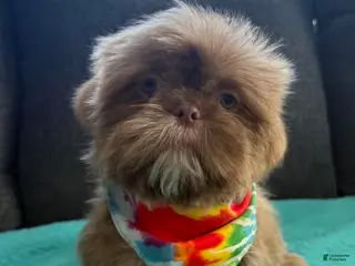 Shih Tzu dogs Shih Tzu Puppy 1 - Ad 6