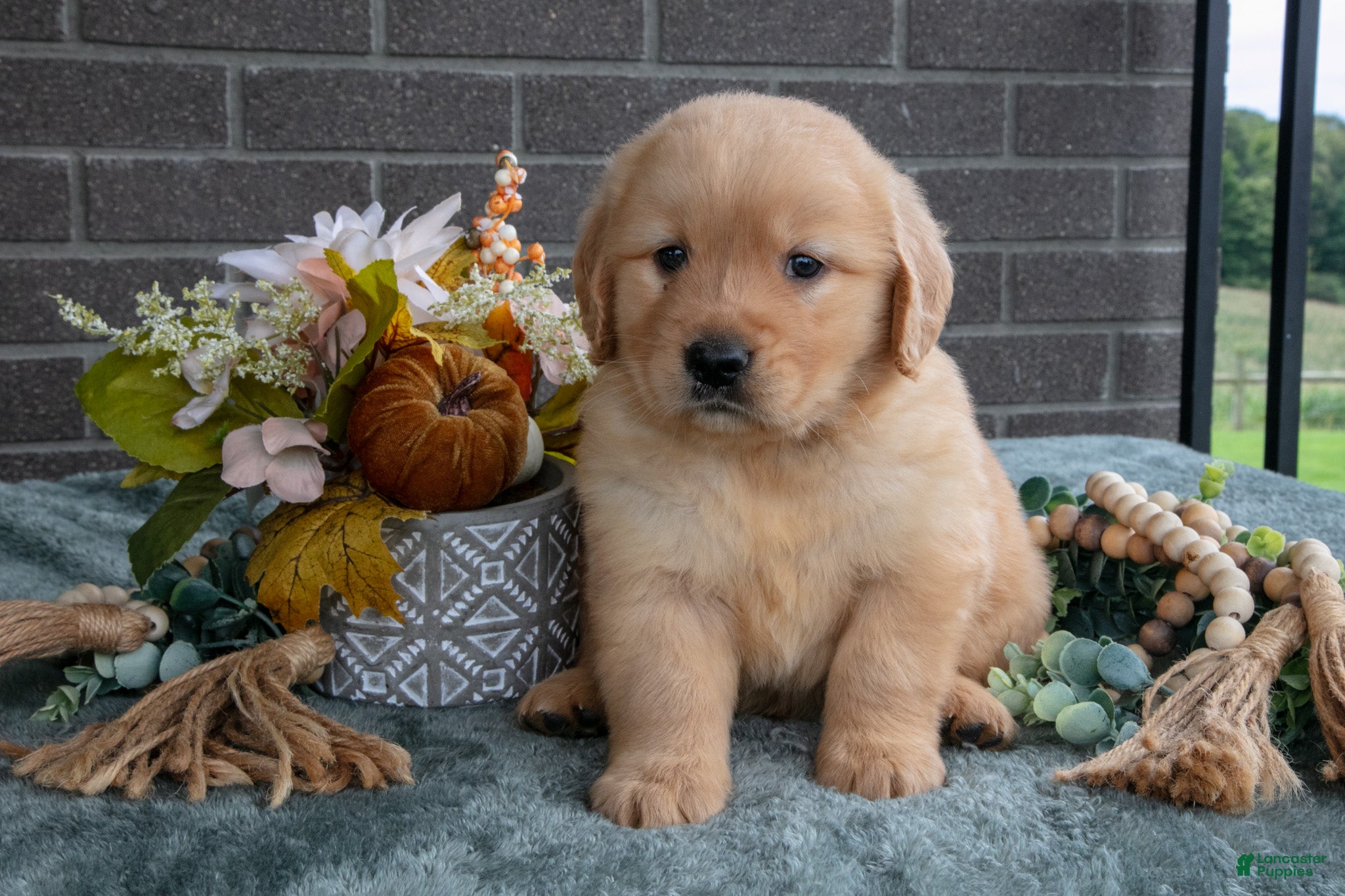 Golden Retriever dogs for sale: Enzo - Ad 3