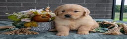 Golden Retriever dogs for sale: Enzo - Ad 1