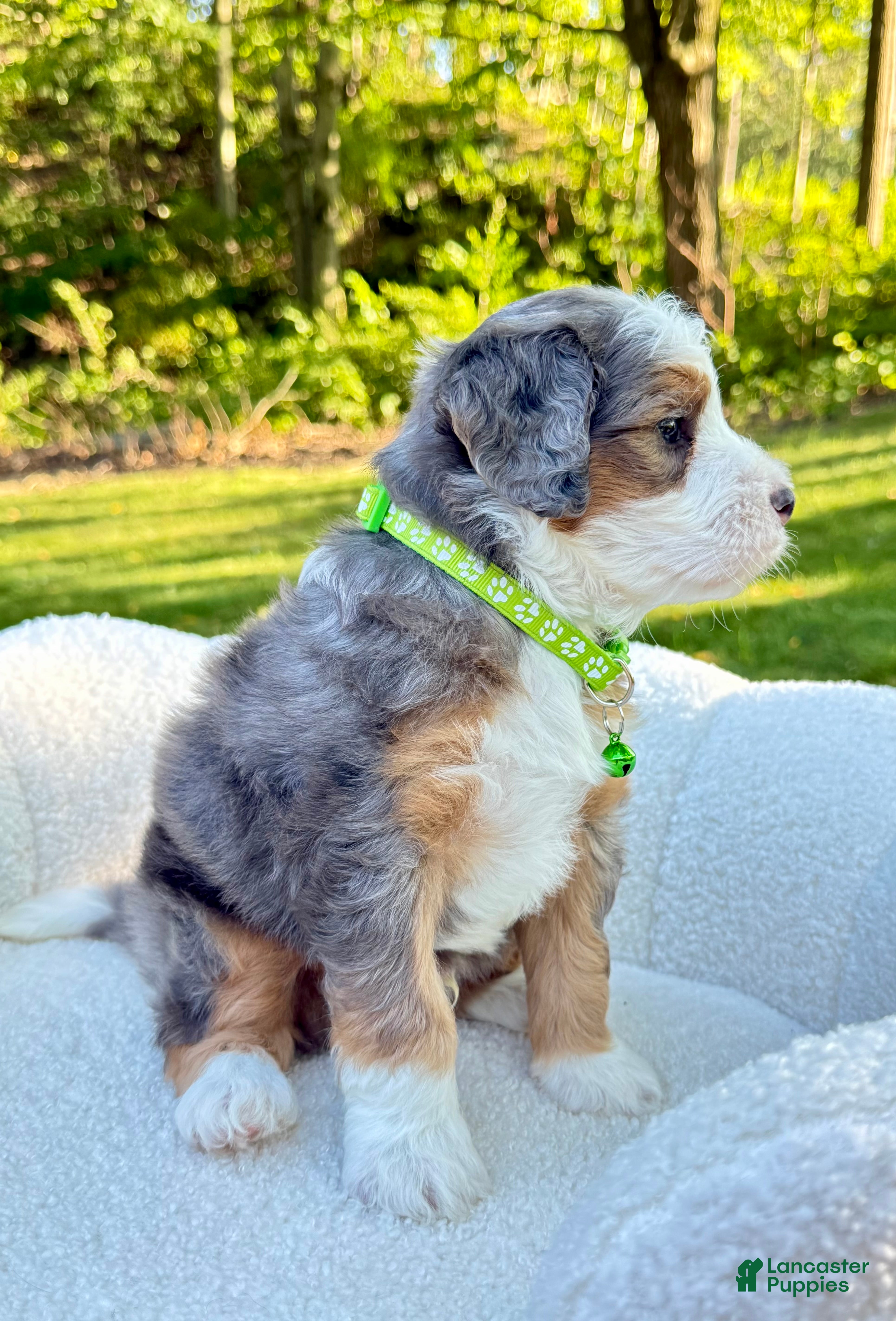 Mini Bernedoodle dogs Bruno   ❤️F1b - Ad 1