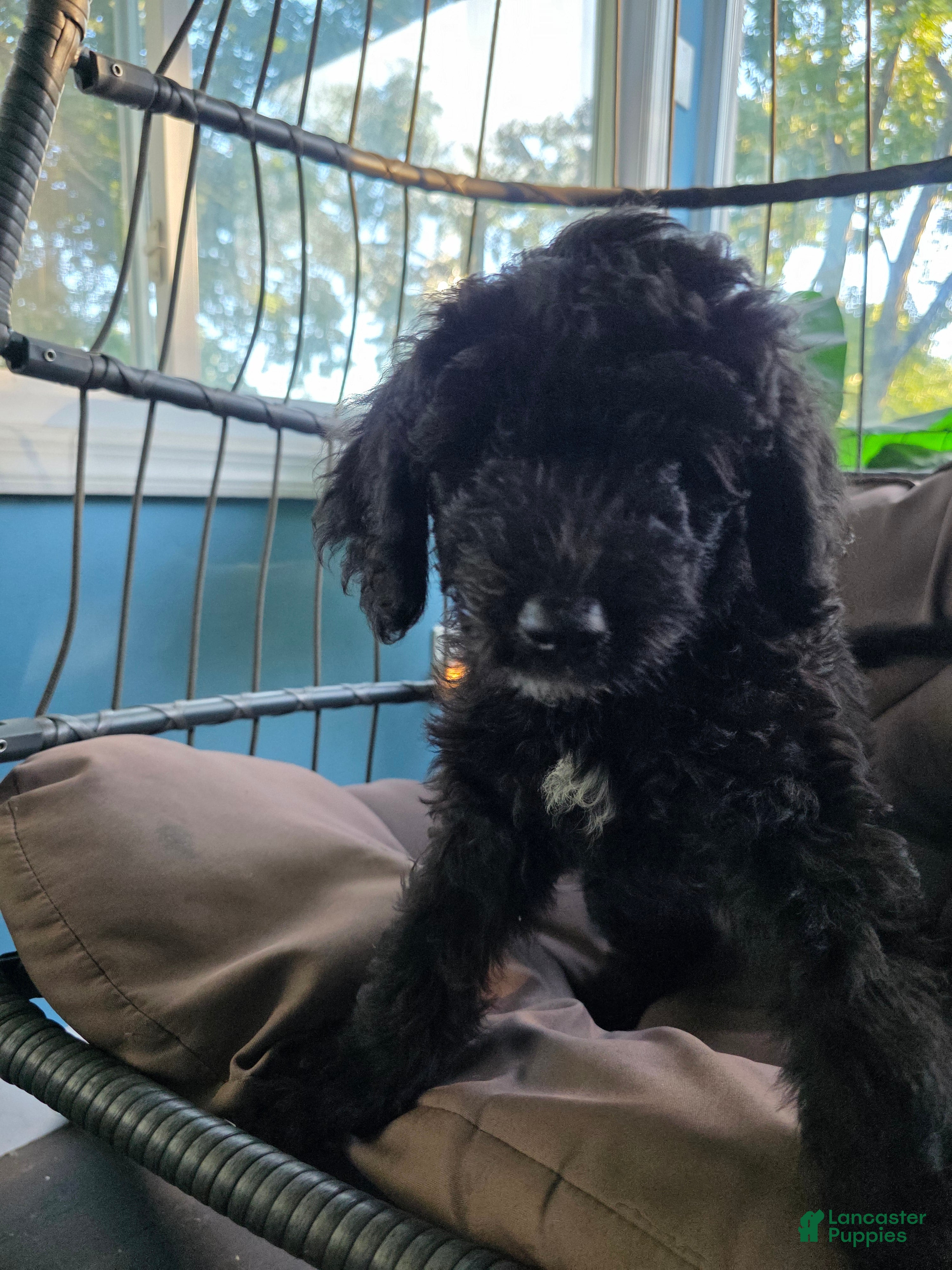 Goldendoodle dogs Junior  - Ad 12