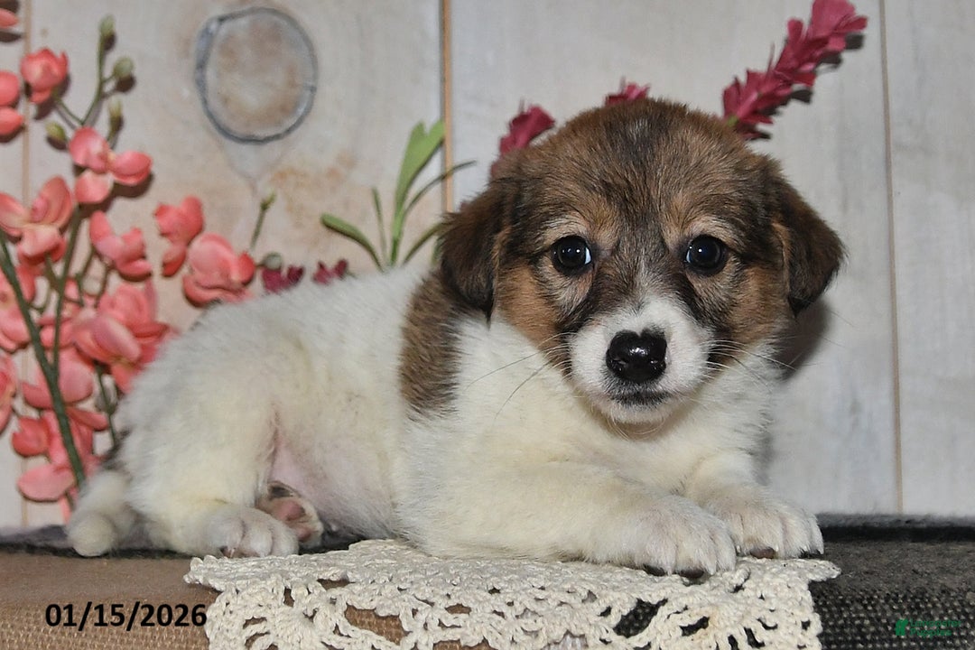 Mixed Breed dogs for sale: Missy - Ad 1