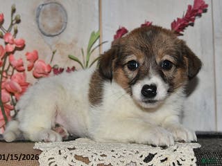 Mixed Breed dogs Missy - Ad 31