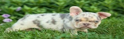French Bulldog dogs for sale: Spencer 🐾 - Ad 26