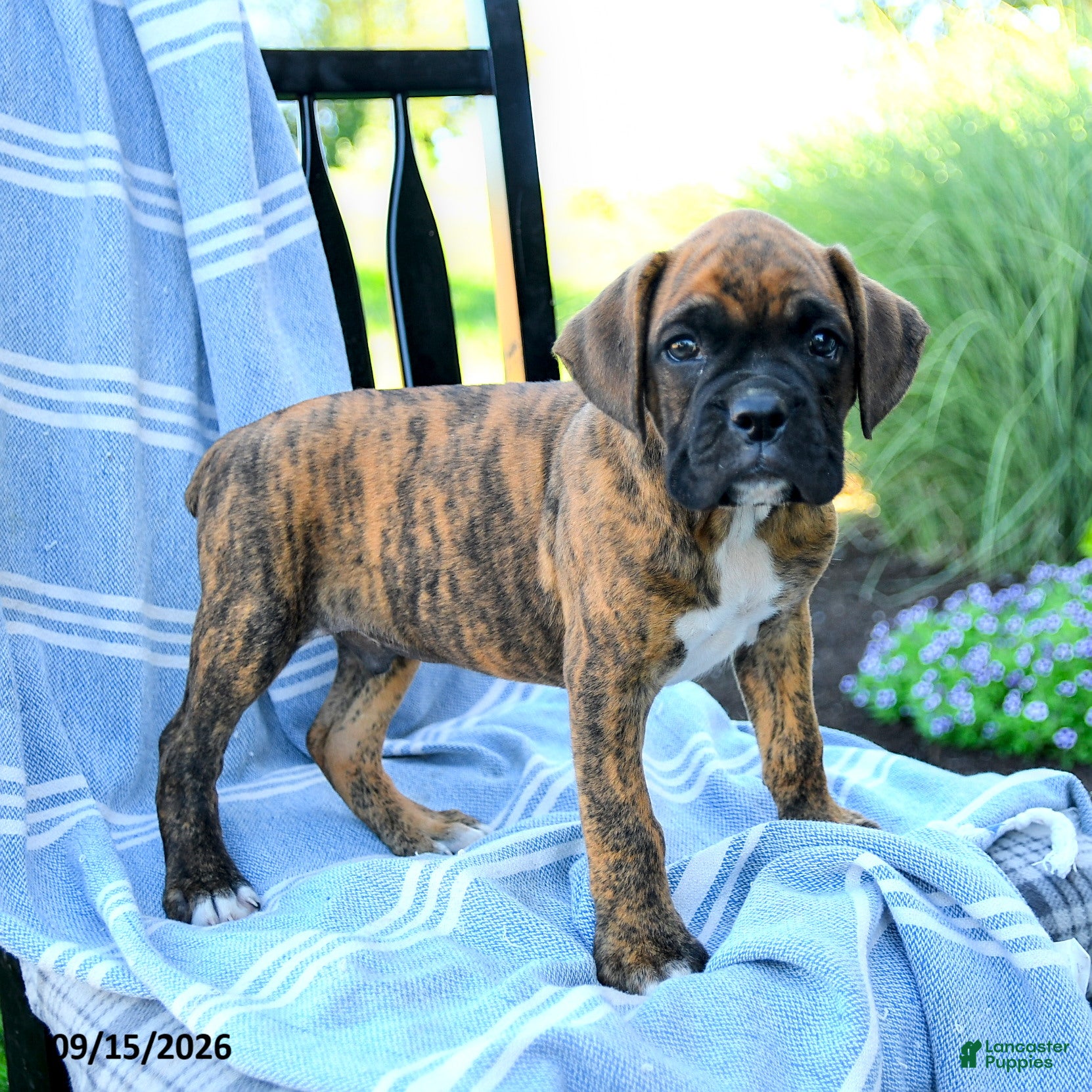 Boxer dogs Oscar - Ad 2