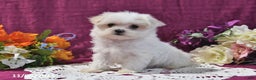 Maltese dogs for sale: Sharla - Ad 4