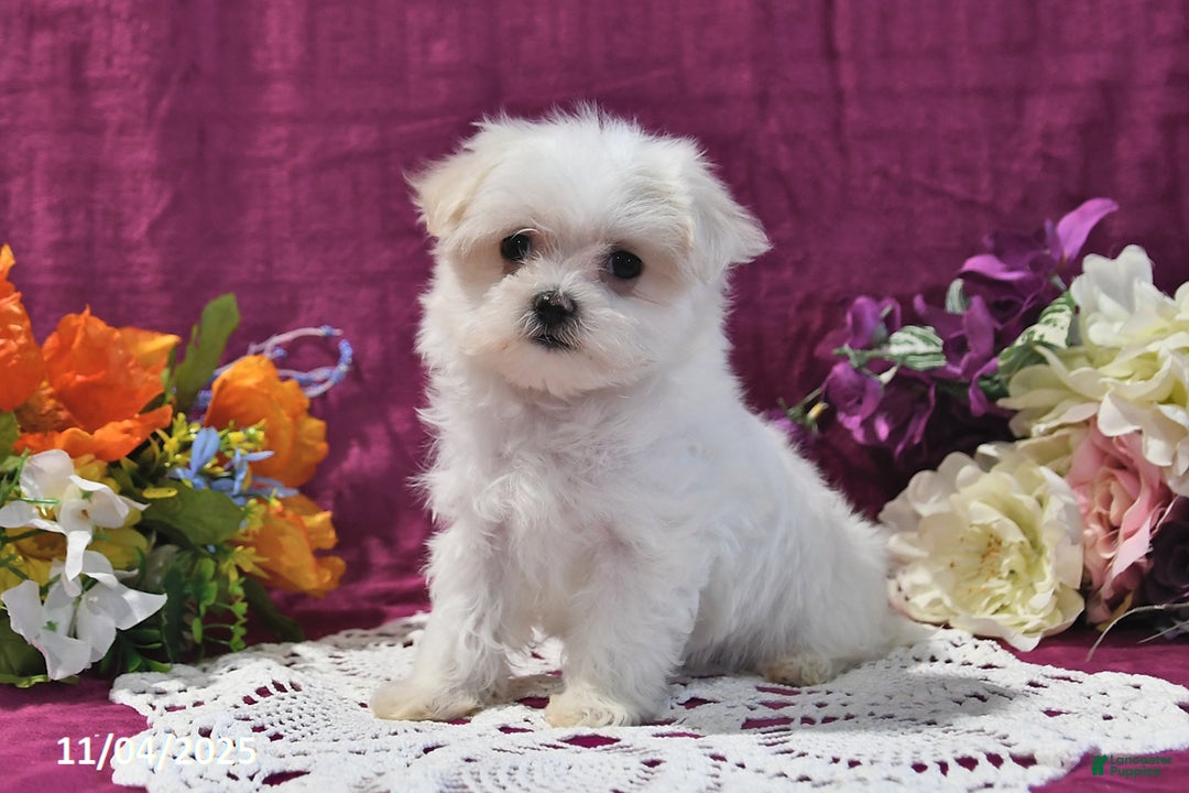 Maltese dogs for sale: Sharla - Ad 4