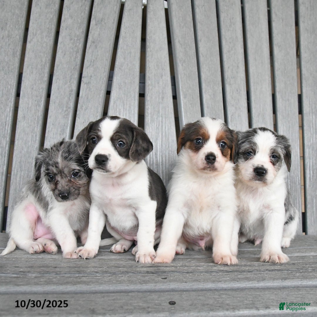 Mixed Breed dogs for sale: Bentley - Ad 10